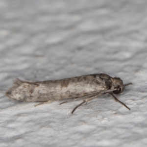 Lepidoptera provisional species 1 at Melba, ACT - 4 Jan 2022 11:57 PM