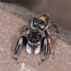 Apricia jovialis (Jovial jumping spider) at Melba, ACT - 5 Jan 2022 by kasiaaus