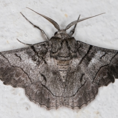 Hypobapta (genus) (A Geometer moth) at Melba, ACT - 5 Jan 2022 by kasiaaus
