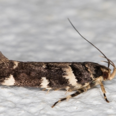 Macrobathra leucopeda (A Gelechioid moth) at Melba, ACT - 5 Jan 2022 by kasiaaus