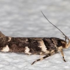 Macrobathra leucopeda (A Gelechioid moth) at Melba, ACT - 5 Jan 2022 by kasiaaus