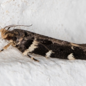 Macrobathra leucopeda at Melba, ACT - 5 Jan 2022 11:25 PM