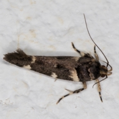 Macrobathra leucopeda at Melba, ACT - 5 Jan 2022 11:25 PM