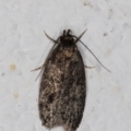 Barea (genus) at Melba, ACT - 5 Jan 2022