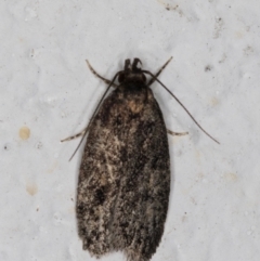 Barea (genus) (A concealer moth) at Melba, ACT - 5 Jan 2022 by kasiaaus
