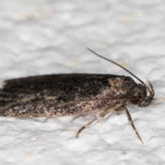 Barea (genus) at Melba, ACT - 5 Jan 2022 11:25 PM