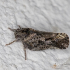 Massila sp. (genus) (Unidentified Massila planthopper) at Melba, ACT - 5 Jan 2022 by kasiaaus