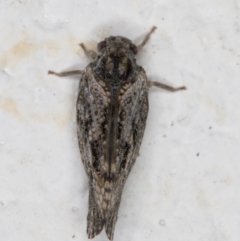 Massila sp. (genus) at Melba, ACT - 5 Jan 2022