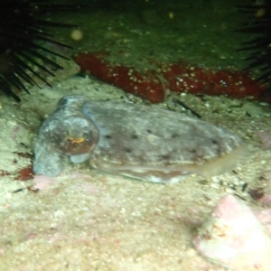 Sepia sp. (genus) at Hyams Beach, NSW - 28 Feb 2022