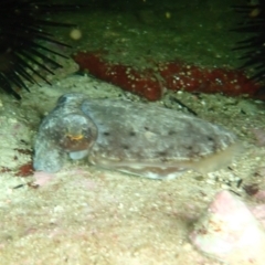 Sepia sp. (genus) (Cuttlefish) at Hyams Beach, NSW - 28 Feb 2022 by AnneG1