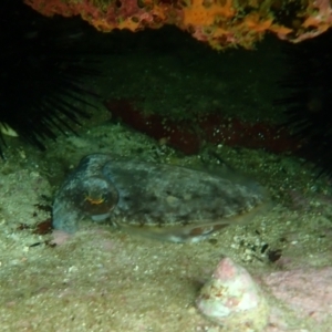 Sepia sp. (genus) at Hyams Beach, NSW - 28 Feb 2022