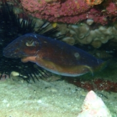 Sepia sp. (genus) at Hyams Beach, NSW - 28 Feb 2022