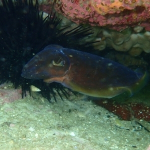 Sepia sp. (genus) at Hyams Beach, NSW - 28 Feb 2022