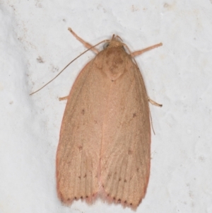 Garrha leucerythra at Melba, ACT - 5 Jan 2022 11:31 PM