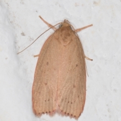 Garrha leucerythra (A concealer moth) at Melba, ACT - 5 Jan 2022 by kasiaaus