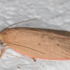 Garrha leucerythra at Melba, ACT - 5 Jan 2022 11:31 PM