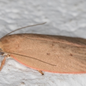 Garrha leucerythra at Melba, ACT - 5 Jan 2022