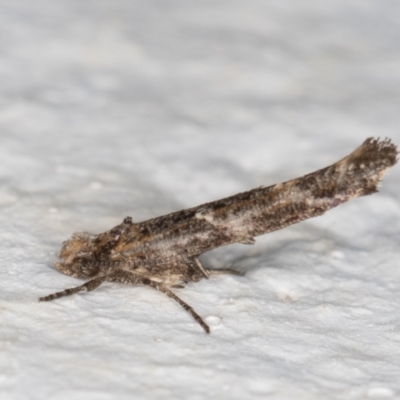 Zelleria cynetica (Rectangular Ermine Moth) at Melba, ACT - 5 Jan 2022 by kasiaaus