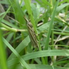 Hednota relatalis (A Crambid moth (Crambinae) at McKellar, ACT - 20 Feb 2022 by Amata