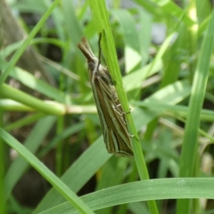 Hednota relatalis at McKellar, ACT - 20 Feb 2022