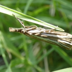 Hednota relatalis at McKellar, ACT - 20 Feb 2022