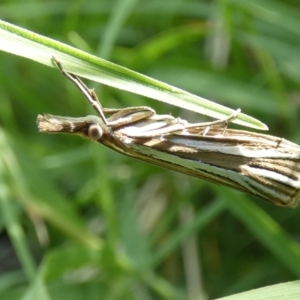 Hednota relatalis at McKellar, ACT - 20 Feb 2022