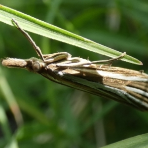 Hednota relatalis at McKellar, ACT - 20 Feb 2022