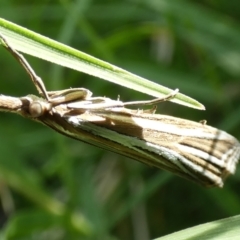 Hednota relatalis at McKellar, ACT - 20 Feb 2022