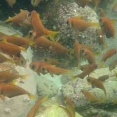 Pempheris multiradiata at Jervis Bay Marine Park - 28 Feb 2022 by AnneG1