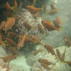 Pempheris compressa at Hyams Beach, NSW - 28 Feb 2022 11:22 AM