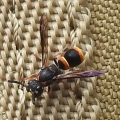 Eumeninae (subfamily) (Unidentified Potter wasp) at Kambah, ACT - 27 Feb 2022 by HelenCross