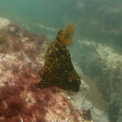 Chironemus marmoratus (Eastern Kelpfish) at Hyams Beach, NSW - 28 Feb 2022 by AnneG1