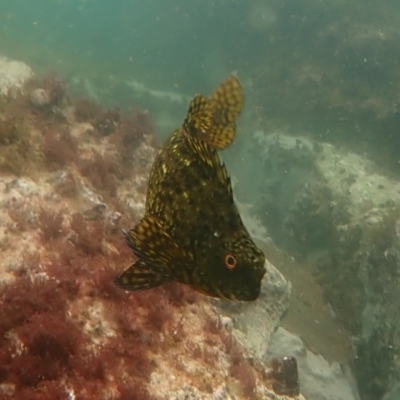 Chironemus marmoratus at Hyams Beach, NSW - 28 Feb 2022 by AnneG1