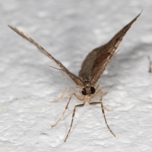 Epyaxa (genus) at Melba, ACT - 5 Jan 2022 11:47 PM