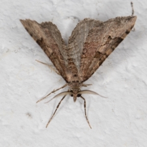 Epyaxa (genus) at Melba, ACT - 5 Jan 2022 11:47 PM