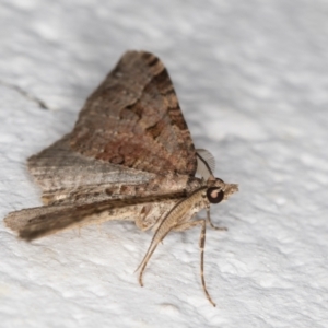 Epyaxa (genus) at Melba, ACT - 5 Jan 2022