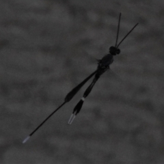 Gasteruption sp. (genus) (Gasteruptiid wasp) at Wanniassa, ACT - 27 Feb 2022 by JohnBundock