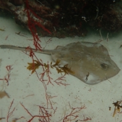 Trygonoptera testacea at Hyams Beach, NSW - 28 Feb 2022 by AnneG1