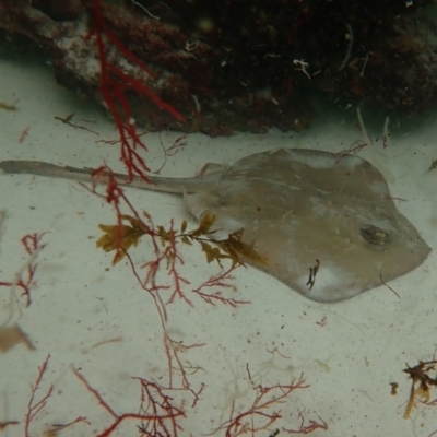 Trygonoptera testacea at Jervis Bay Marine Park - 27 Feb 2022 by AnneG1