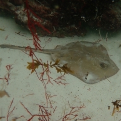 Unidentified Shark / Ray (TBC) at Hyams Beach, NSW - 27 Feb 2022 by AnneG1