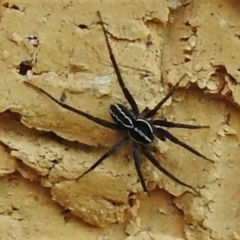 Tuxoctenus sp. (genus) (An aridlands ground spider) at Wanniassa, ACT - 27 Feb 2022 by JohnBundock