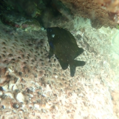 Parma microlepis (White-ear) at Jervis Bay Marine Park - 27 Feb 2022 by AnneG1