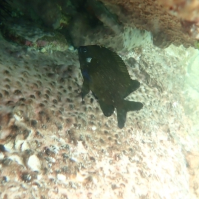 Parma microlepis (White-ear) at Jervis Bay Marine Park - 28 Feb 2022 by AnneG1