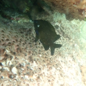 Parma microlepis at Hyams Beach, NSW - 28 Feb 2022