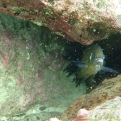 Parma microlepis at Hyams Beach, NSW - 28 Feb 2022 10:58 AM