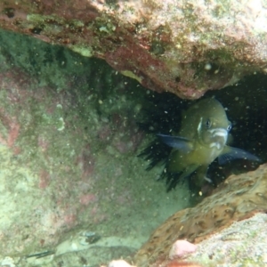 Parma microlepis at Hyams Beach, NSW - 28 Feb 2022 10:58 AM