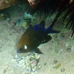 Parma microlepis at Hyams Beach, NSW - 28 Feb 2022