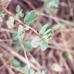 Euphorbia dallachyana (Mat Spurge, Caustic Weed) at Griffith, ACT - 28 Feb 2022 by SRoss