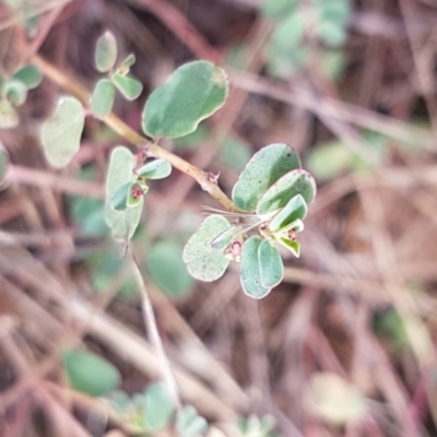 Euphorbia dallachyana (Mat Spurge, Caustic Weed) at Bass Gardens Park, Griffith - 28 Feb 2022 by SRoss