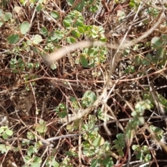 Euphorbia dallachyana at Griffith, ACT - 28 Feb 2022 05:43 PM